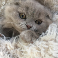 Scottish Fold, Kedi  MARSEL fotoğrafı