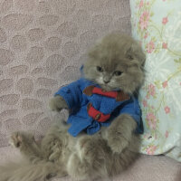 Scottish Fold, Kedi  MARSEL fotoğrafı