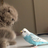 Scottish Fold, Kedi  MARSEL fotoğrafı