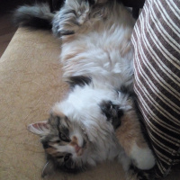 Tekir Kedi, Kedi  Zuzu fotoğrafı