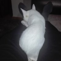 Sarman, Kedi  Pamuk fotoğrafı