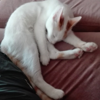 Sarman, Kedi  Pamuk fotoğrafı