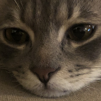 Tekir Kedi, Kedi  Leo fotoğrafı