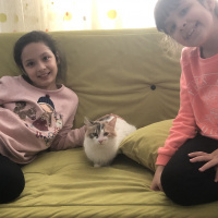 Tekir Kedi, Kedi  Paspas fotoğrafı