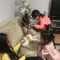 Tekir Kedi, Kedi  Paspas fotoğrafı