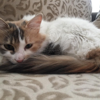 Tekir Kedi, Kedi  Paspas fotoğrafı