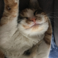 Tekir Kedi, Kedi  Tarçın fotoğrafı