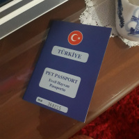 Sarman, Kedi  Arya fotoğrafı