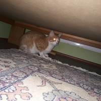 Sarman, Kedi  Arya fotoğrafı