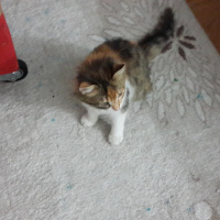Tekir Kedi, Kedi  Melehat fotoğrafı
