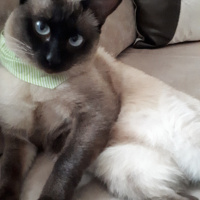 Siyam Kedisi, Kedi  Marcel fotoğrafı