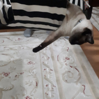 Siyam Kedisi, Kedi  Marcel fotoğrafı