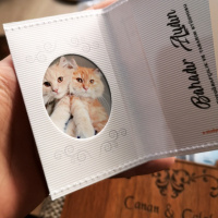 Tekir Kedi, Kedi  Meow fotoğrafı