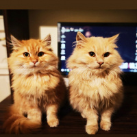 Tekir Kedi, Kedi  Meow fotoğrafı