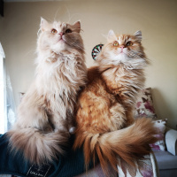 Tekir Kedi, Kedi  Meow fotoğrafı