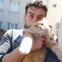 Tekir Kedi, Kedi  Meow fotoğrafı