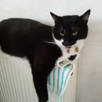 Tuxedo (Smokin) Kedi, Kedi  Pars fotoğrafı