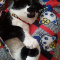 Tuxedo (Smokin) Kedi, Kedi  Pars fotoğrafı