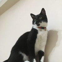 Tuxedo (Smokin) Kedi, Kedi  Pars fotoğrafı