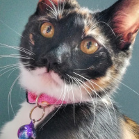 American Wirehair, Kedi  karamel fotoğrafı