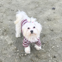 Maltese, Köpek  Mia fotoğrafı