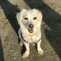 Japon Chin, Köpek  Misha fotoğrafı