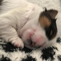 Shih Tzu, Köpek  Kiwi fotoğrafı