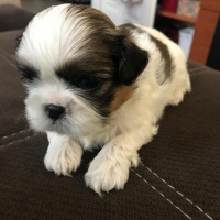 Shih Tzu, Köpek  Kiwi fotoğrafı