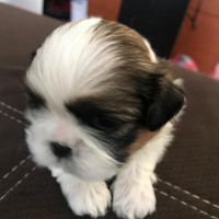 Shih Tzu, Köpek  Kiwi fotoğrafı