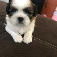 Shih Tzu, Köpek  Kiwi fotoğrafı