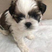 Shih Tzu, Köpek  Kiwi fotoğrafı
