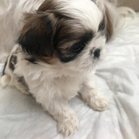 Shih Tzu, Köpek  Kiwi fotoğrafı