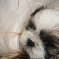 Shih Tzu, Köpek  Kiwi fotoğrafı