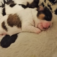 Shih Tzu, Köpek  Kiwi fotoğrafı