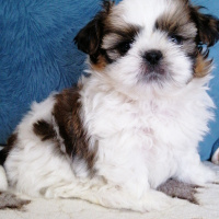 Shih Tzu, Köpek  Kiwi fotoğrafı