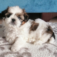 Shih Tzu, Köpek  Kiwi fotoğrafı