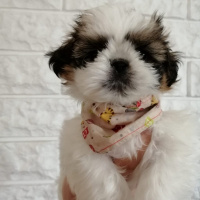 Shih Tzu, Köpek  Kiwi fotoğrafı