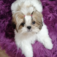 Shih Tzu, Köpek  Kiwi fotoğrafı