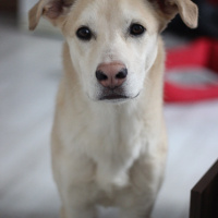 Golden Retriever, Köpek  Tesla fotoğrafı