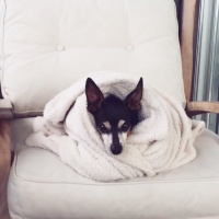 Minyatür Pinscher, Köpek  Rıfkı fotoğrafı
