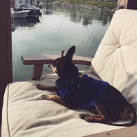 Minyatür Pinscher, Köpek  Rıfkı fotoğrafı