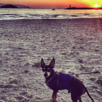 Minyatür Pinscher, Köpek  Rıfkı fotoğrafı