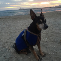 Minyatür Pinscher, Köpek  Rıfkı fotoğrafı