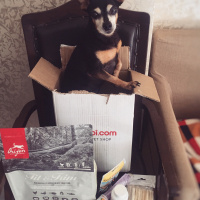 Minyatür Pinscher, Köpek  Rıfkı fotoğrafı