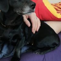 Labrador Retriever, Köpek  Gece fotoğrafı