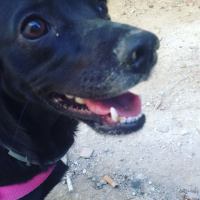 Labrador Retriever, Köpek  Gece fotoğrafı