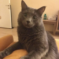 Nebelung, Kedi  Gandi fotoğrafı