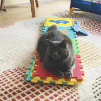 Nebelung, Kedi  Gandi fotoğrafı