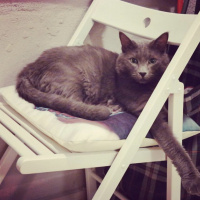 Nebelung, Kedi  Gandi fotoğrafı