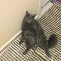 Nebelung, Kedi  Gandi fotoğrafı